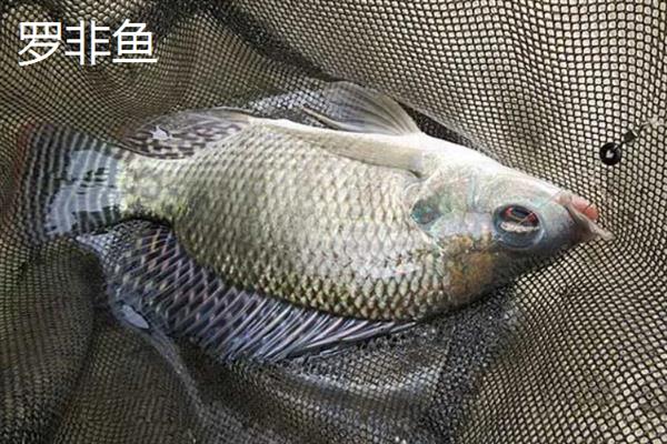 溪流钩可以钓多重的鱼，1号钩适合钓1两以内的鱼