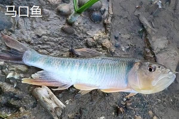 溪流钩可以钓多重的鱼，1号钩适合钓1两以内的鱼