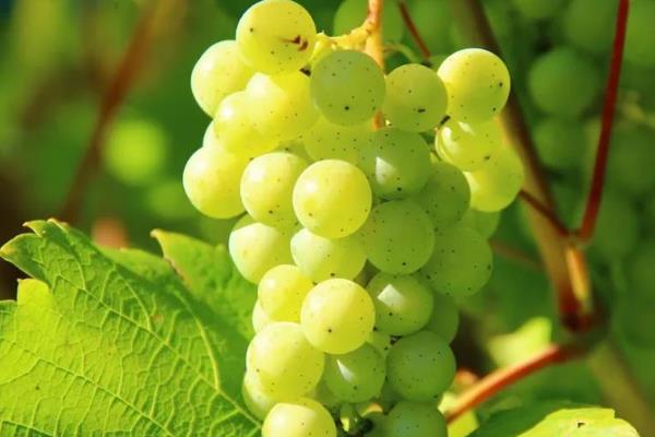 清洗蔬菜水果的农药残留的方法,可以使用醋、面粉、食盐浸泡