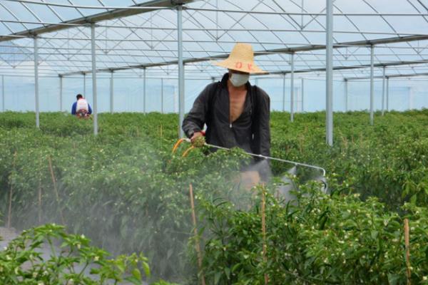 清洗蔬菜水果的农药残留的方法,可以使用醋、面粉、食盐浸泡