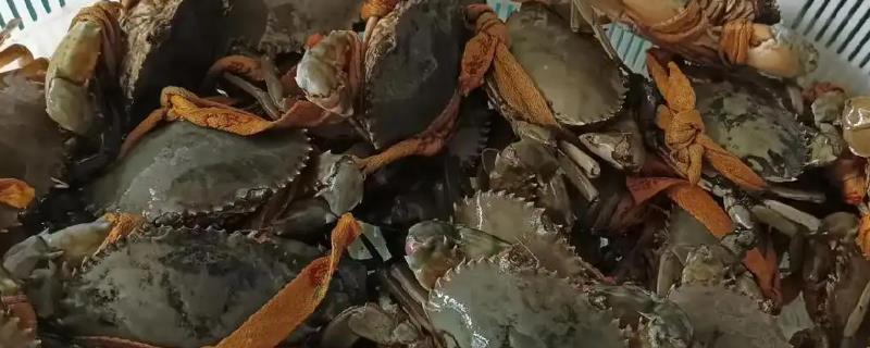 青蟹如何保存，可以采取喂养的方法