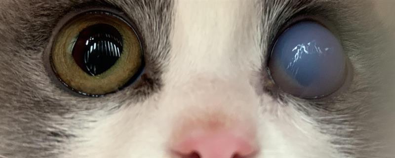 猫角膜炎的症状，其眼睛周围有外伤的痕迹