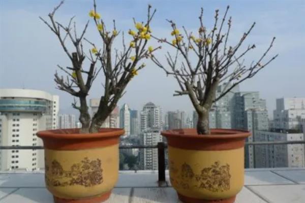 腊梅落蕾如何防治，冬季入室后要控制浇水