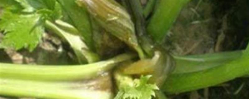 芹菜烂心病发生的原因，可能是缺钙或缺硼引起的
