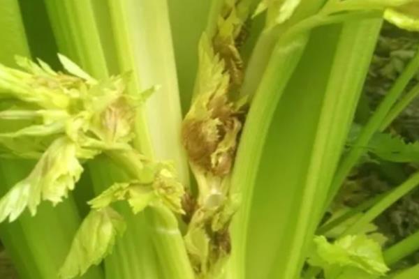 芹菜烂心病发生的原因，可能是缺钙或缺硼引起的