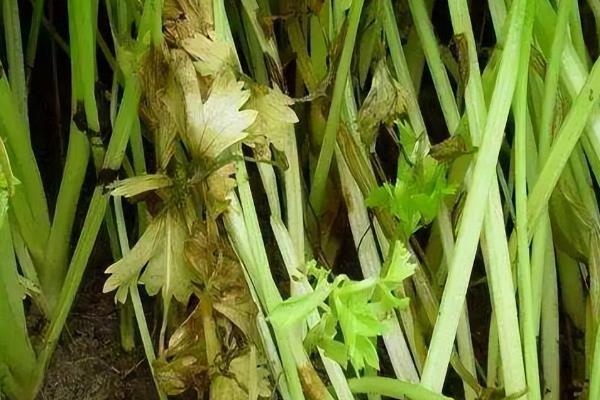 芹菜烂心病发生的原因，可能是缺钙或缺硼引起的