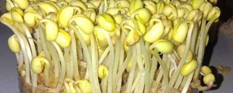 豆芽怎么种，在阴暗温暖的环境中养护为佳