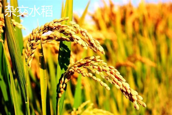 水稻有没有性染色体，水稻没有性染色体