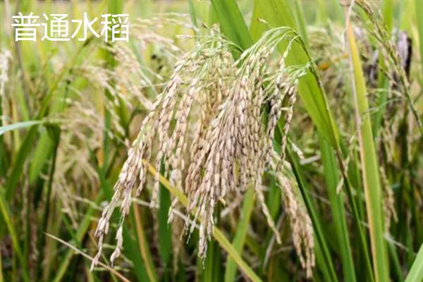水稻有没有性染色体，水稻没有性染色体