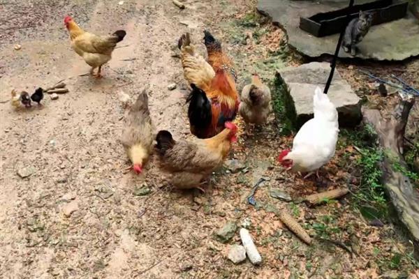 鸡饿几天会死，饿3-5天才会死