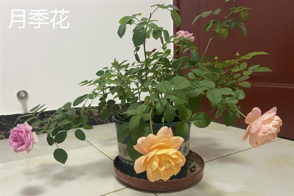 新手适合养的花，常见的有月季花、绿萝、芦荟等