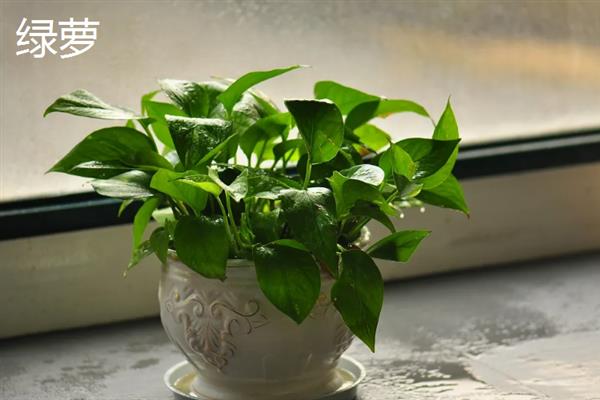 新手适合养的花，常见的有月季花、绿萝、芦荟等