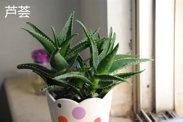 新手适合养的花，常见的有月季花、绿萝、芦荟等