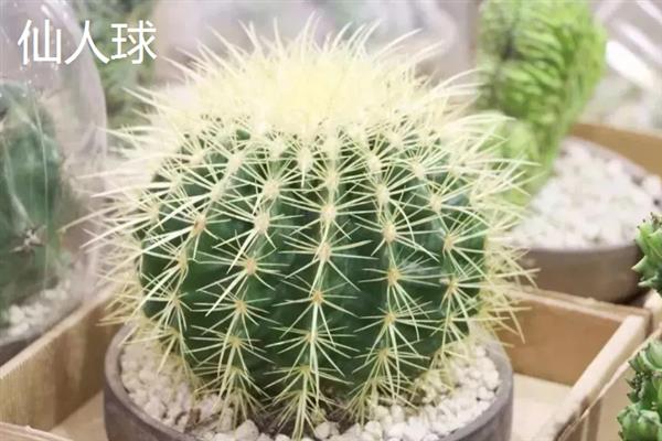 新手适合养的花，常见的有月季花、绿萝、芦荟等