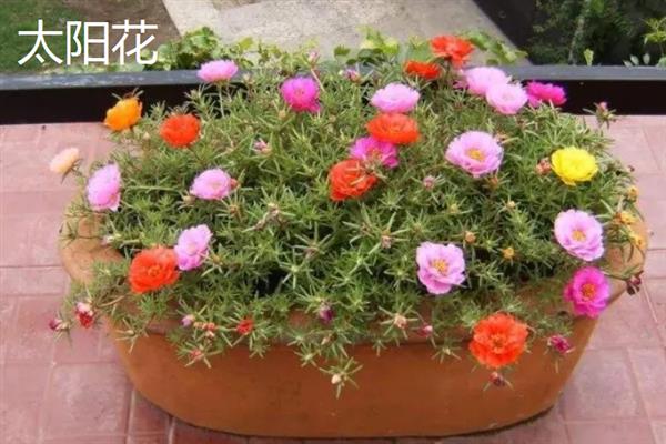 新手适合养的花，常见的有月季花、绿萝、芦荟等