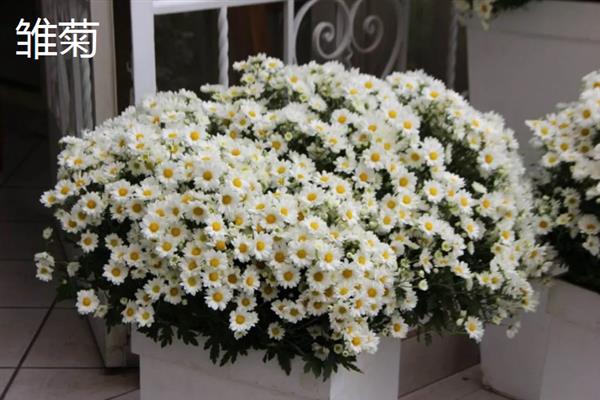 新手适合养的花，常见的有月季花、绿萝、芦荟等