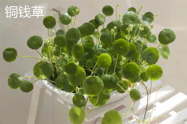 新手适合养的花，常见的有月季花、绿萝、芦荟等