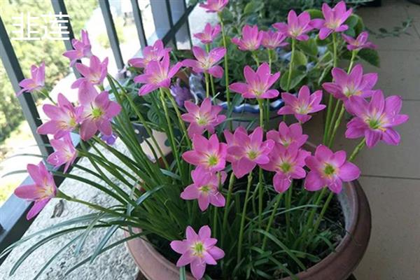 新手适合养的花，常见的有月季花、绿萝、芦荟等