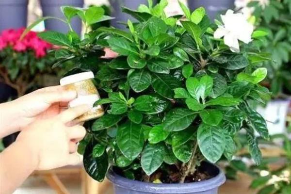 新手适合养的花，常见的有月季花、绿萝、芦荟等