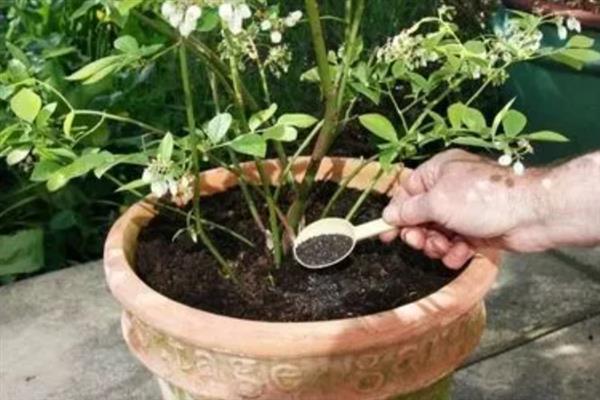 新手适合养的花，常见的有月季花、绿萝、芦荟等