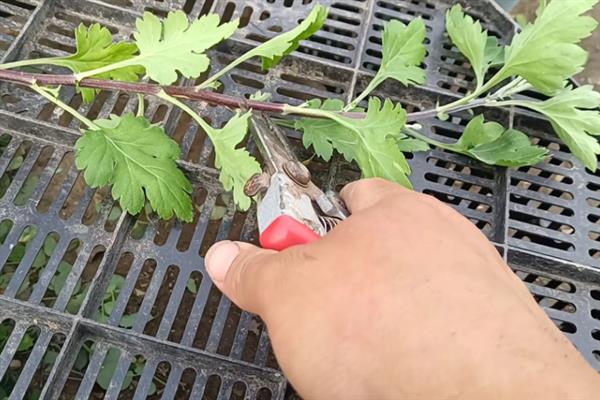 菊花何时扦插，在3-6月份扦插的成活率最高
