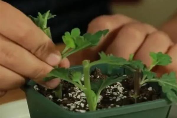 菊花何时扦插，在3-6月份扦插的成活率最高