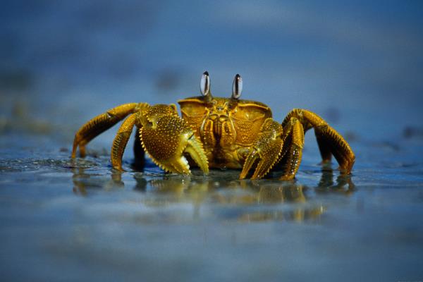 青蟹如何保存，可以采取喂养的方法