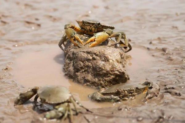 青蟹如何保存，可以采取喂养的方法