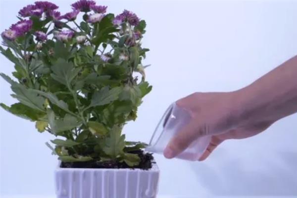 菊花何时扦插，在3-6月份扦插的成活率最高