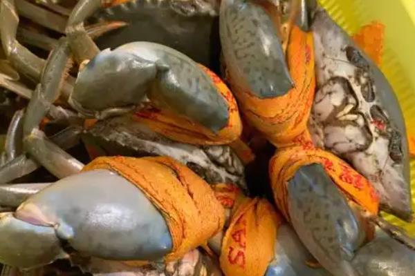 青蟹如何保存，可以采取喂养的方法