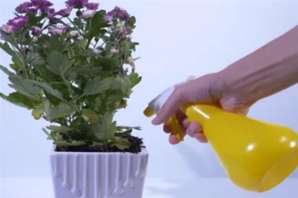 菊花何时扦插，在3-6月份扦插的成活率最高