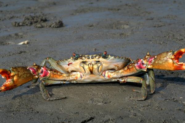 青蟹如何保存，可以采取喂养的方法