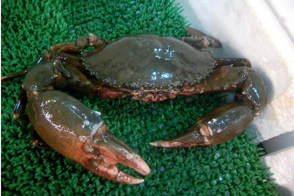 青蟹如何保存，可以采取喂养的方法