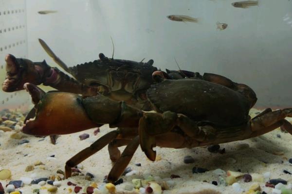 青蟹如何保存，可以采取喂养的方法