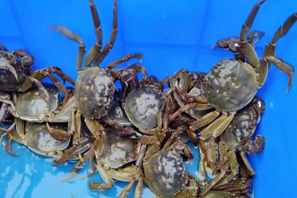 青蟹如何保存，可以采取喂养的方法