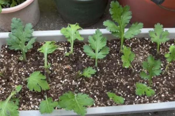 菊花何时扦插，在3-6月份扦插的成活率最高
