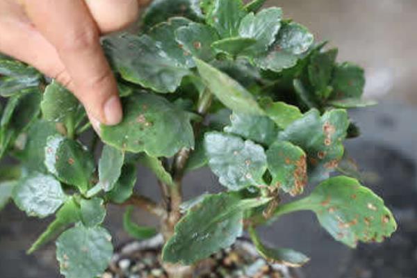 长寿花的主要虫害，有蚜虫、西方花蓟马等