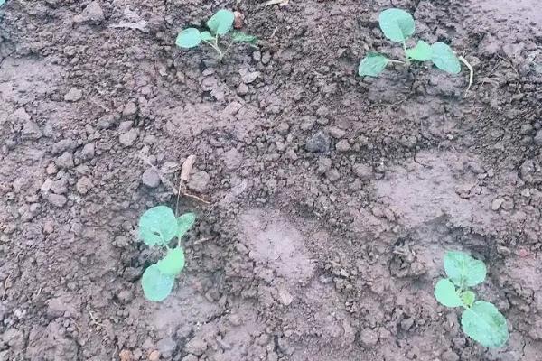有机花菜的种植技术，第一批通常于5月初播种