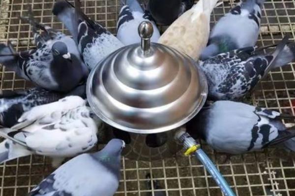 鸽子嗉囊炎如何治疗，可以用高锰酸钾溶液灌洗