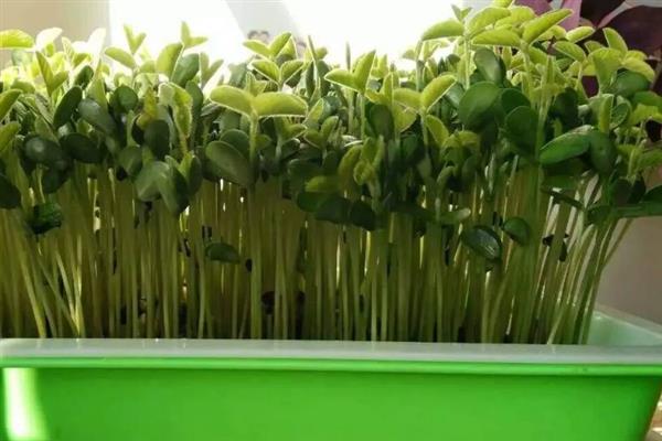 豆芽怎么种,在阴暗温暖的环境中养护为佳