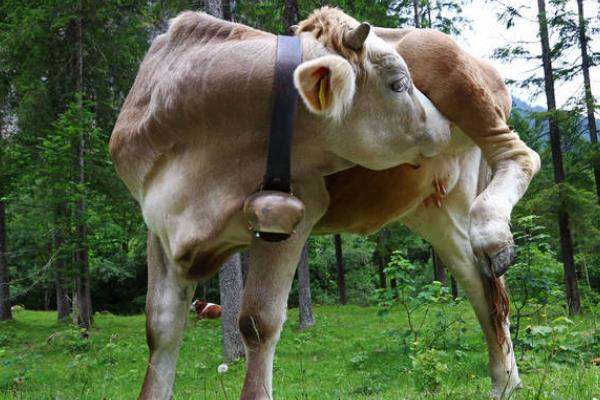 牛舔毛的原因，主要是受到本能反应、异食癖的影响