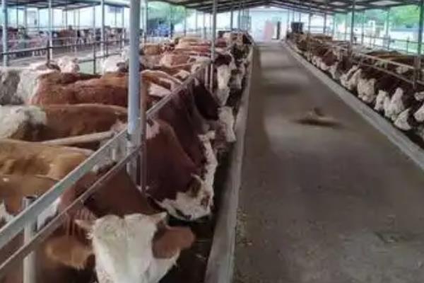 牛舔毛的原因，主要是受到本能反应、异食癖的影响