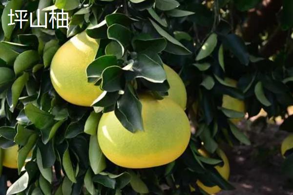四大名柚是哪四大,指的是沙田柚、文旦柚等