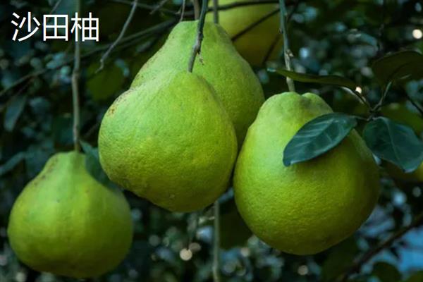四大名柚是哪四大,指的是沙田柚、文旦柚等