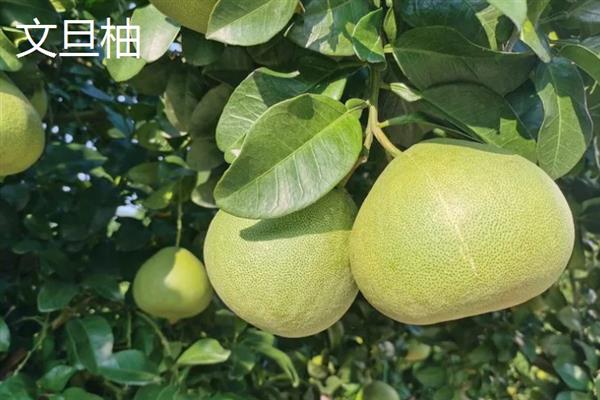 四大名柚是哪四大,指的是沙田柚、文旦柚等