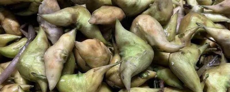 菱角种子如何留种，在第三、四次采收时进行
