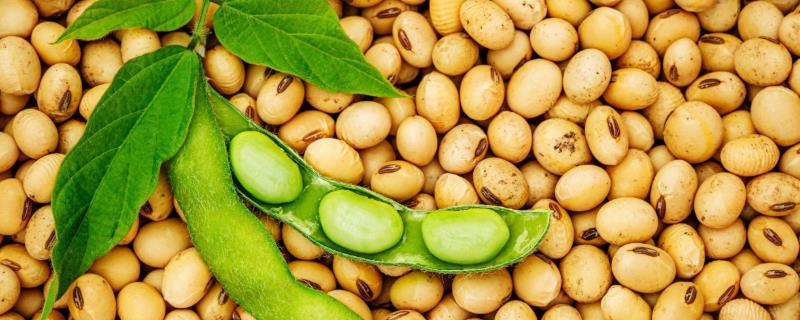 大豆怎么种植，每个种植穴播种3-4颗