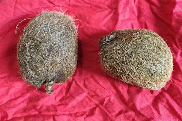 猪砂是猪的哪个位置，在猪胆囊、胆管、肝管等脏器中