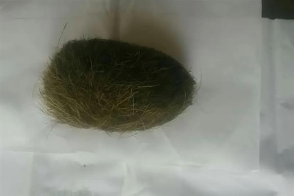 猪砂是猪的哪个位置，在猪胆囊、胆管、肝管等脏器中