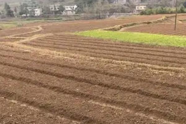 大豆怎么种植，每个种植穴播种3-4颗